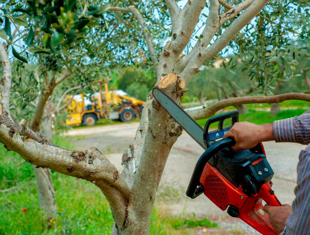 Best Stump Grinding Near Me  in Neah Bay, WA